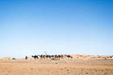 Side view of a caravan of camels with their owners crossing the desert in the Merzouga, in Morocco under the sun. The terrain is arid and dry and the motorcycle raises a cloud of dust