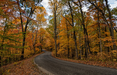road in autumn forest