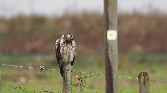 A common buzzard (Buteo buteo) shaking its feathers while sitting on a wooden pole.