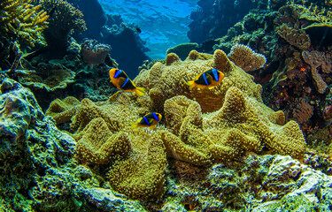 Underwater coral reef with fishes