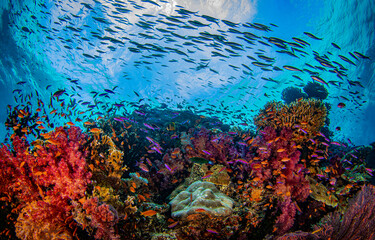Underwater coral reef in the blue sea