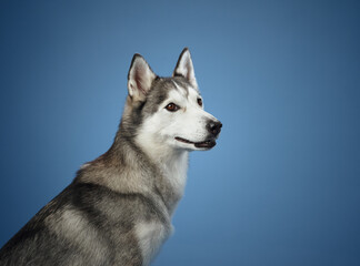 A close-up of a Siberian Husky against a blue background, with its thick fur and pointed ears in sharp focus. The dog's steady gaze and calm posture capture its attentive personality.