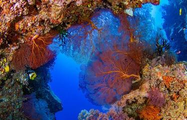 Underwater coral reef in sea