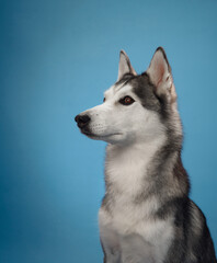 A Siberian Husky sitting sideways on a blue background, its sharp profile and thick fur standing out. The dog's focused expression adds a serene and composed touch to the portrait.