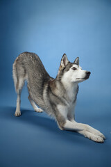 A Siberian Husky stretching playfully on a blue background, emphasizing its active and energetic nature. The dog's black and white coat and pointed ears add charm to the lively scene.