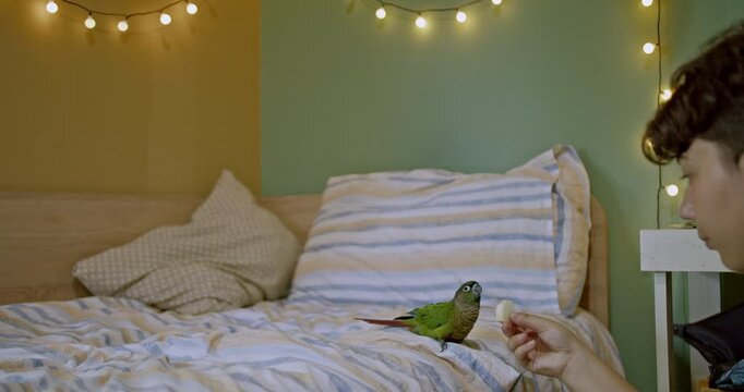 Teenager feeds green cheek conure a cracker in bedroom with cozy string lights. The girl demonstrates friendship, love, and care towards the bird.