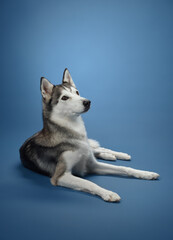 A Siberian Husky lying down gracefully on a blue backdrop, its thick fur and relaxed expression radiating calm. The dog's black and white coat and poised posture highlight its charm.