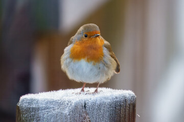 Robin red breast Erithacus rubecula perched on a post covered in frost