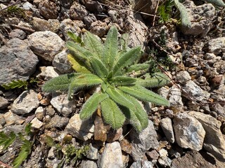 Close-up of Onosma tricerosperma's fresh, green, hairy leaves. Onosma tricerosperma delicate mountain plant. Grows in dry, sunny environments with rocky, sandy substrates.
