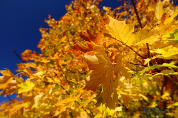 Beautiful yellow Norway maple tree leaves in autumn