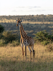 Obraz premium A giraffe stands gracefully in a lush, open landscape.