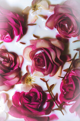 Fototapete bei efototapeten.de bestellen   