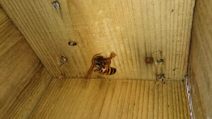 1393)blacktailed hornet has started nesting in a birdhouse that was left in the garden.(Photo taken...