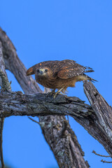 Red Shouldered Hawk Preparing for Takeoff