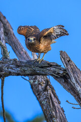 Red Shouldered Hawk Preparing for Takeoff