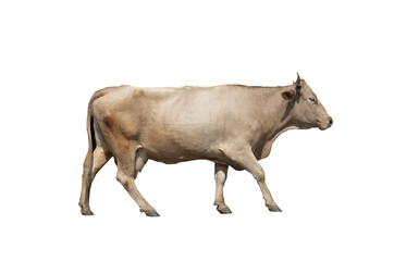 walking brown cow isolated on white background