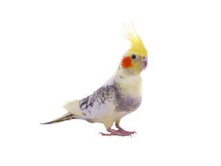 cockatiel  parrot isolated on a white background
