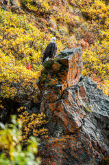 Bald Eagle Perched on a Rock