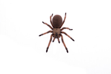 tarantula spider seen from a high angle isolated on a white background