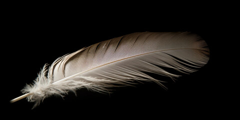 Obraz premium Feather in Darkness
