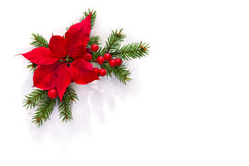 Christmas decoration. Flower of red orange poinsettia, branch christmas tree red berries on a white...