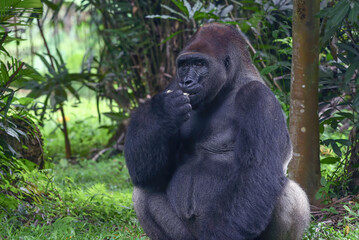 Lowland silverback gorilla close up face