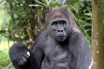 Lowland silverback gorilla close up face