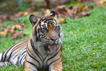 Close up photo of a sumatran tiger