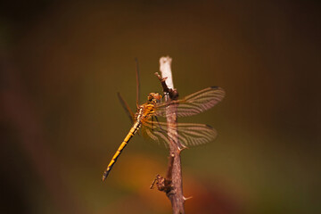 Highland Dropwing (Trithemis dorsalis) 16283