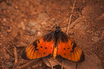 Natal Acrea (Acraea natalica) 16279