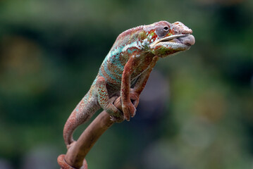 Panther chameleon on a tree branch	