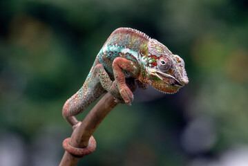 Panther chameleon on a tree branch	