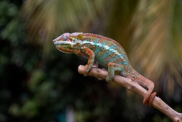 Panther chameleon on a tree branch	