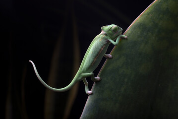 Baby veiled chameleon on a tree branch