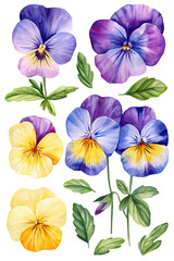 watercolor pansy flowers, colorful set botanical nature floral art, vibrant spring blooms clipart isolated background