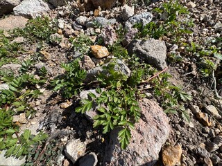 Potentilla norvegica green leaves among stones. Close-up. It is a species of cinquefoil known by the common names rough cinquefoil, ternate-leaved cinquefoil, and Norwegian cinquefoil.
