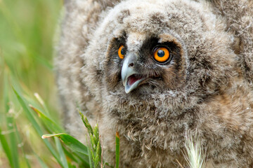close up of a owl