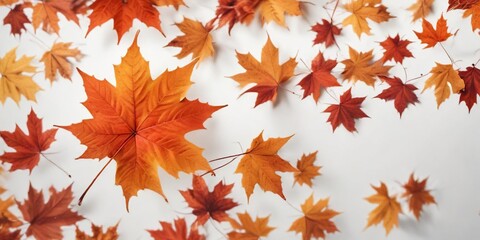 Obraz premium Autumn red orange maple leaf isolated on white with sharp contrast , fall foliage, foliage
