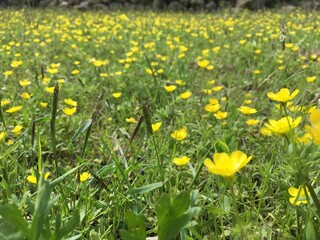 A field of vibrant yellow dandelions stretches across the grass, each flower a burst of sunny color against the earthy green, creating a picturesque scene of natural beauty.