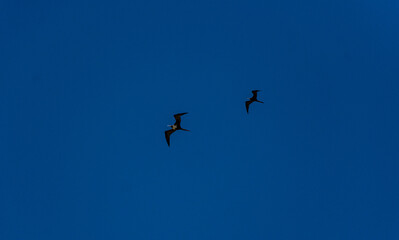 pássaros voando no céu azul