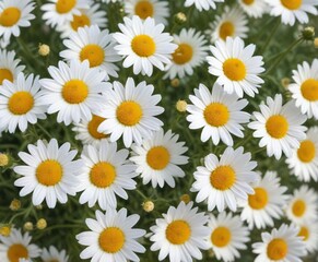 Obraz premium Chamomile flowers with a soft and gentle color palette, soft, soothing