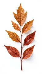 Fototapeta premium Brown herbal leaf on white background with cut paths, plant, foliage, isolated