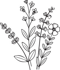 simple flower coloring pages, Coloring pages for kids, hand drawing Lavender flower sketch art, blossom Lavender flower line art vector illustration, floral garden for beautiful Lavender flower
