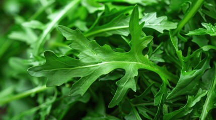 Dandelion Leaf. Closeup of Healthy Green Dandelion Leaves for Salad