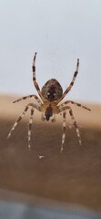 spider on a web