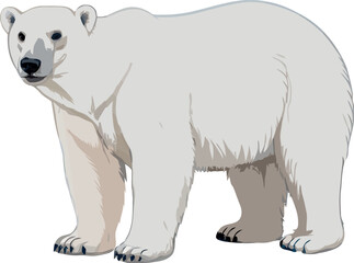 Polar bear standing and looking forward on white background