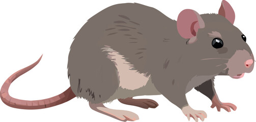 Curious rat exploring its surroundings with long tail