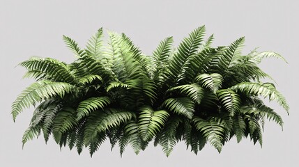 Obraz premium Lush green fern foliage displaying vibrant texture and natural beauty.