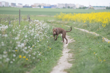 A beautiful purebred American Pit Bull Terrier plays outdoors.