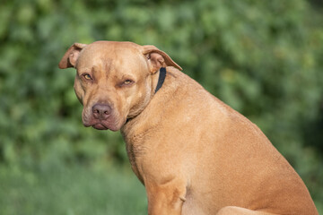 A beautiful purebred American Pit Bull Terrier plays outdoors.
